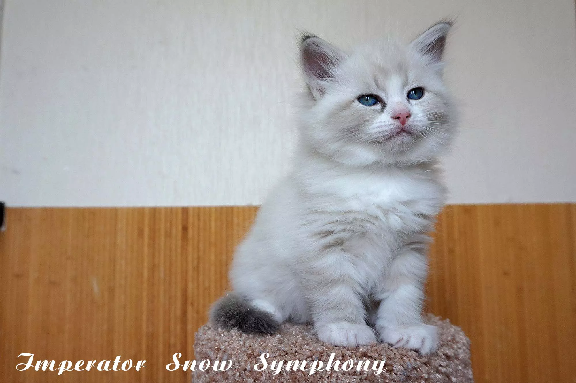 Imperator Snow Symphony