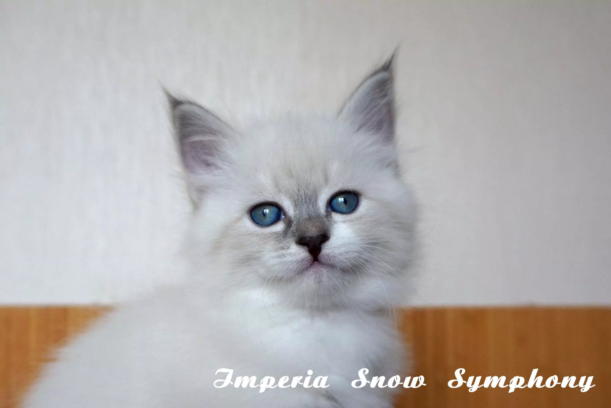 Imperia Snow Symphony