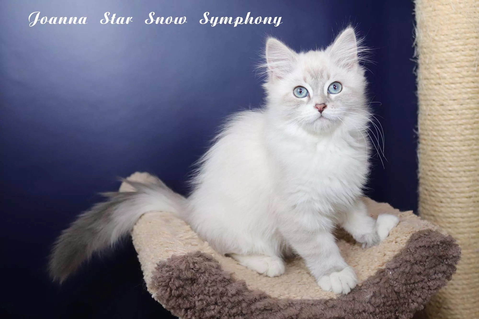 Joanna Star Snow Symphony