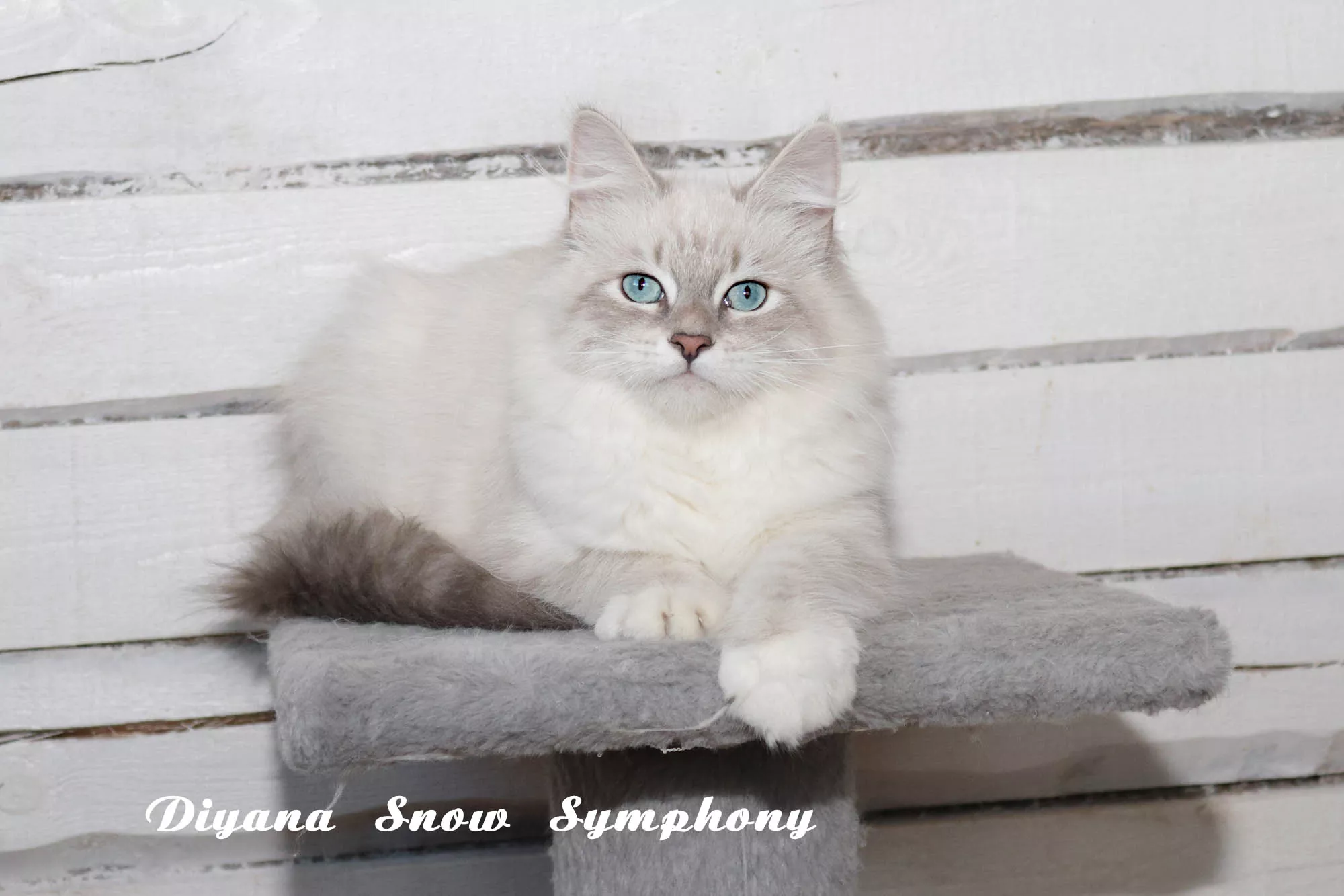Diyana Snow Symphony