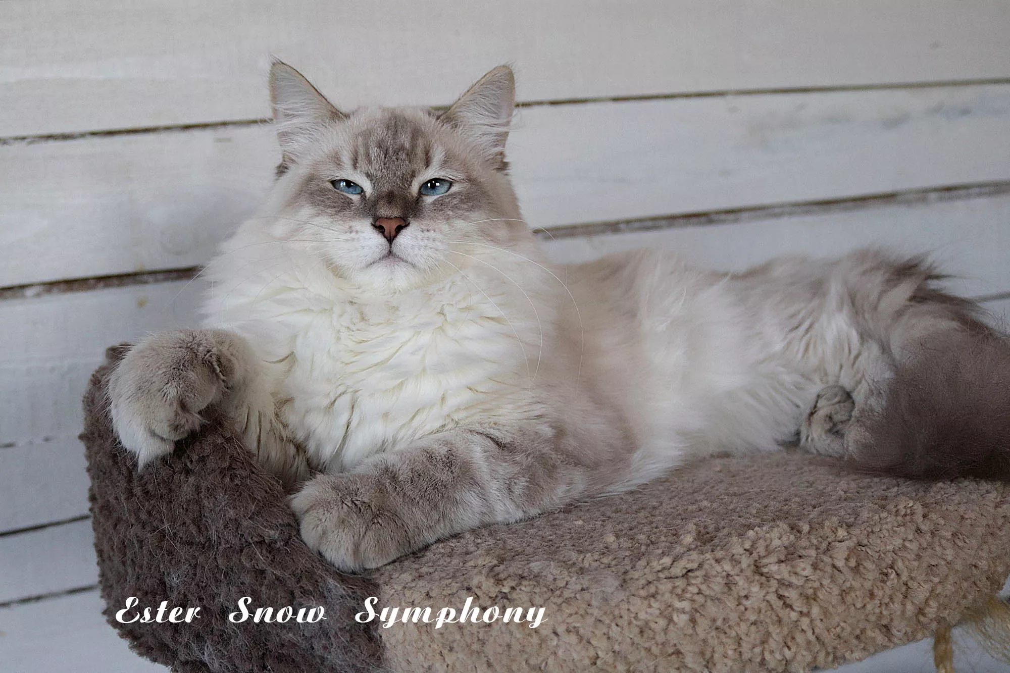 Ester Snow Symphony